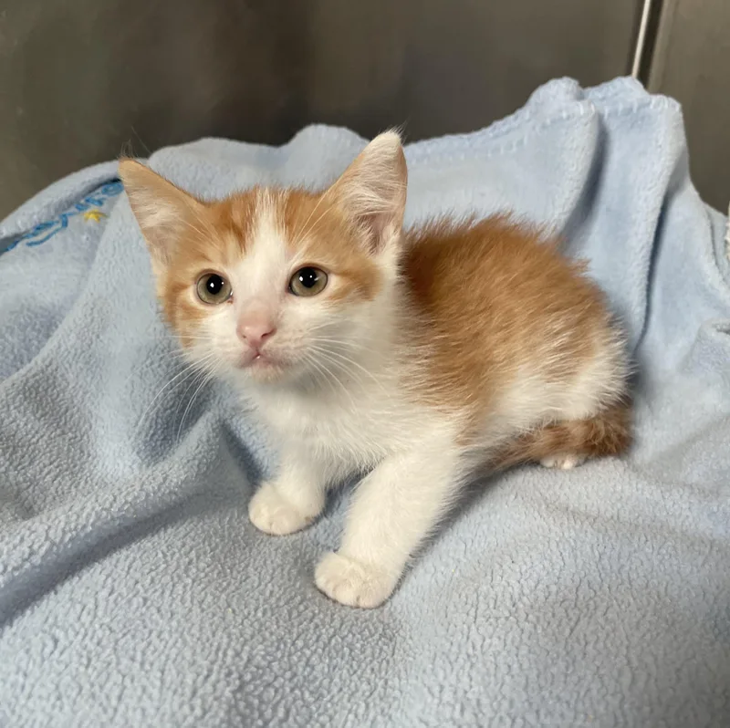 A young small-sized male Orange / Red Domestic Short Hair cat named Nibs for adoption in Lathrop, CA