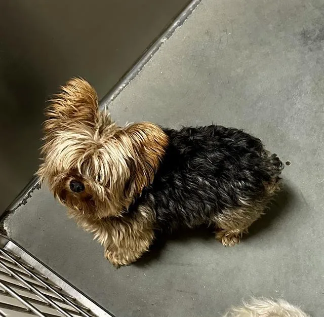 An adult small-sized male Yorkshire Terrier dog named Jag for adoption in Santa Cruz, CA