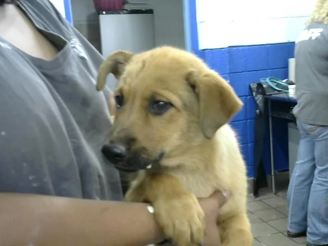 A baby small-sized male German Shepherd Dog dog named Atreyu for adoption in Albuquerque, NM