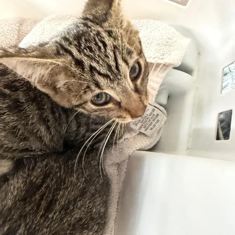 A baby small-sized male Brown / Chocolate Domestic Short Hair cat named Mickey for adoption in Morganton, NC