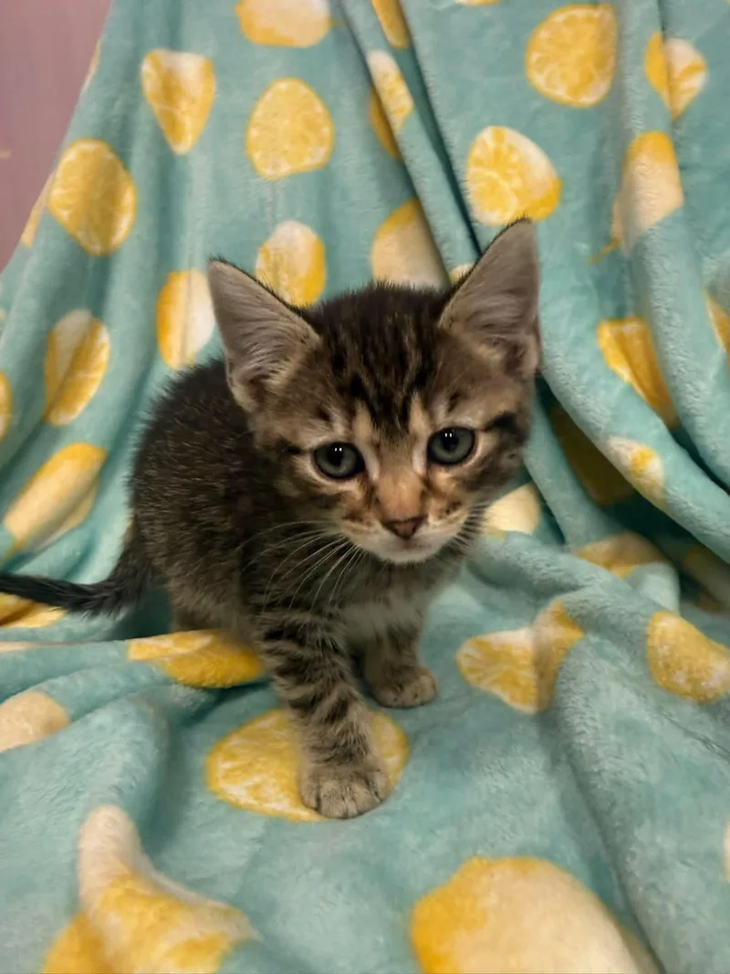 A young small-sized male Tabby (Brown / Chocolate) Domestic Short Hair cat named Sebastian for adoption in Freeport, NY