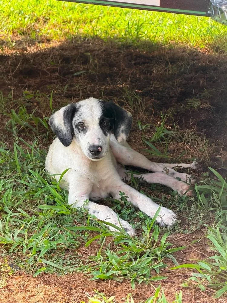 A baby medium-sized female Mixed Breed dog named Grove for adoption in Groveland, MA
