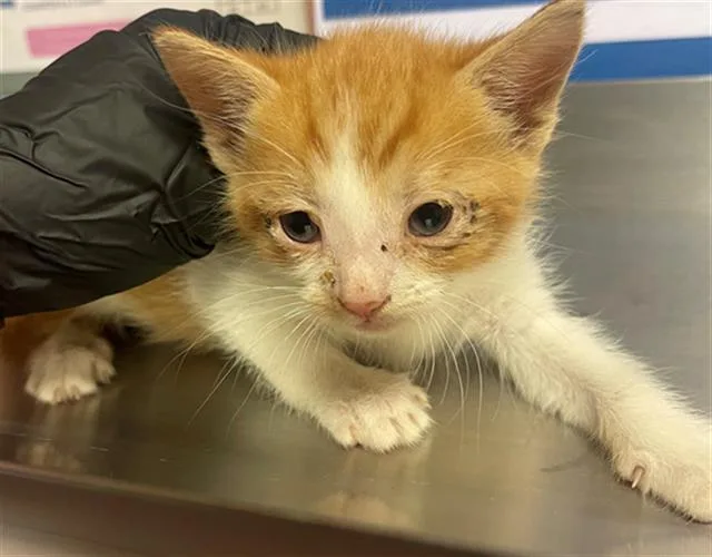A baby small-sized male Domestic Short Hair cat named Paco for adoption in Columbia, SC