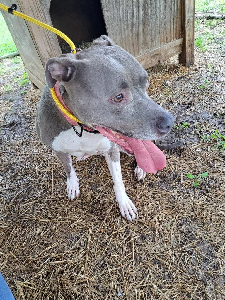 An adult medium-sized female Mixed Breed dog named Luna for adoption in Murray, KY