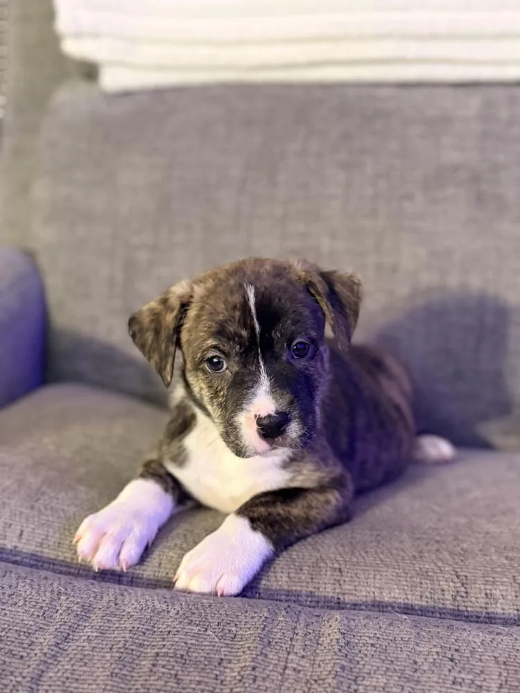 Nitro Oreo thumbnail 2