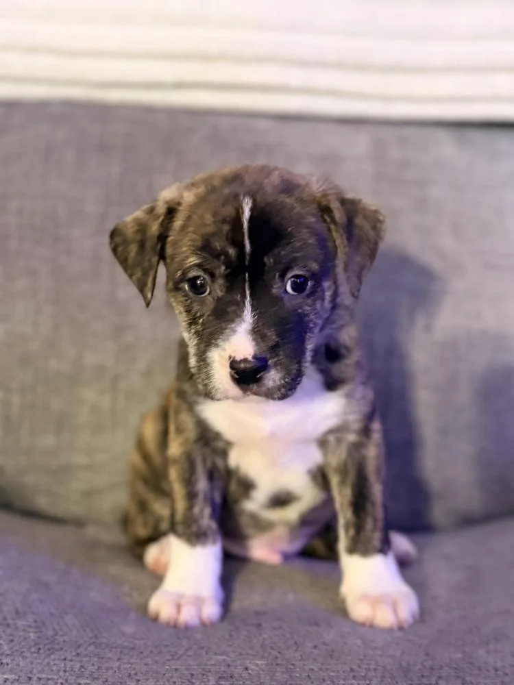 Nitro Oreo thumbnail 3