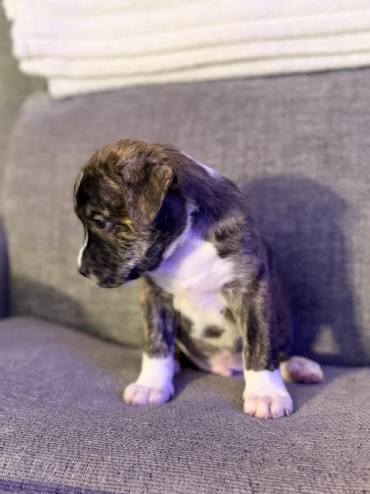 Nitro Oreo thumbnail 4