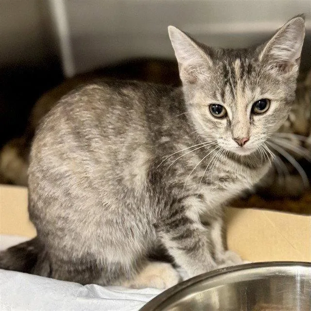 A baby small-sized female Domestic Short Hair cat named Miranda for adoption in Tavares, FL