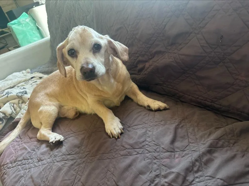 A senior medium-sized male Beagle dog named Junior for adoption in Salt Lake City, UT