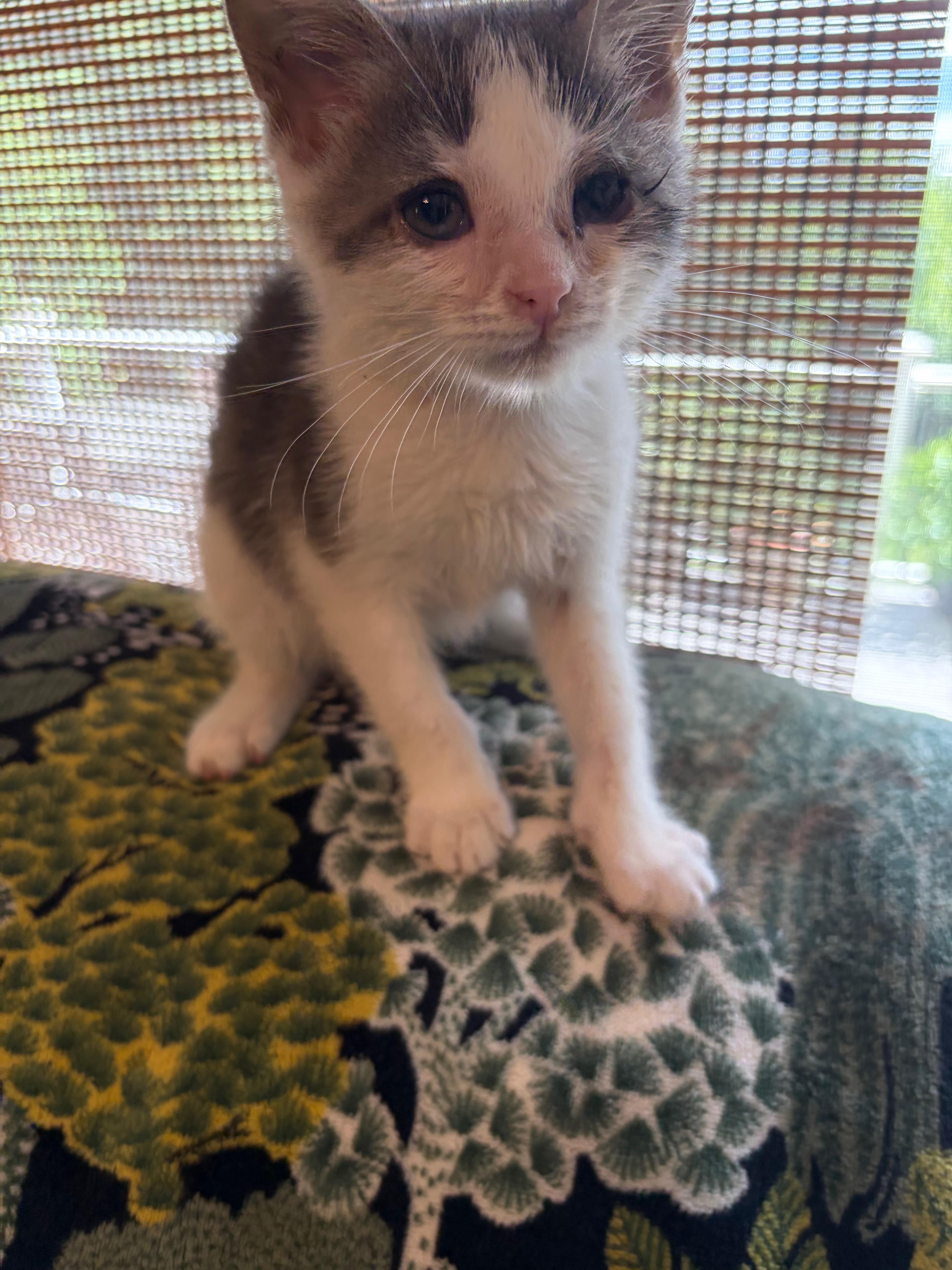A baby medium-sized male Gray & White Domestic Short Hair cat named Fuzz Lightyear for adoption in East Hartford , CT