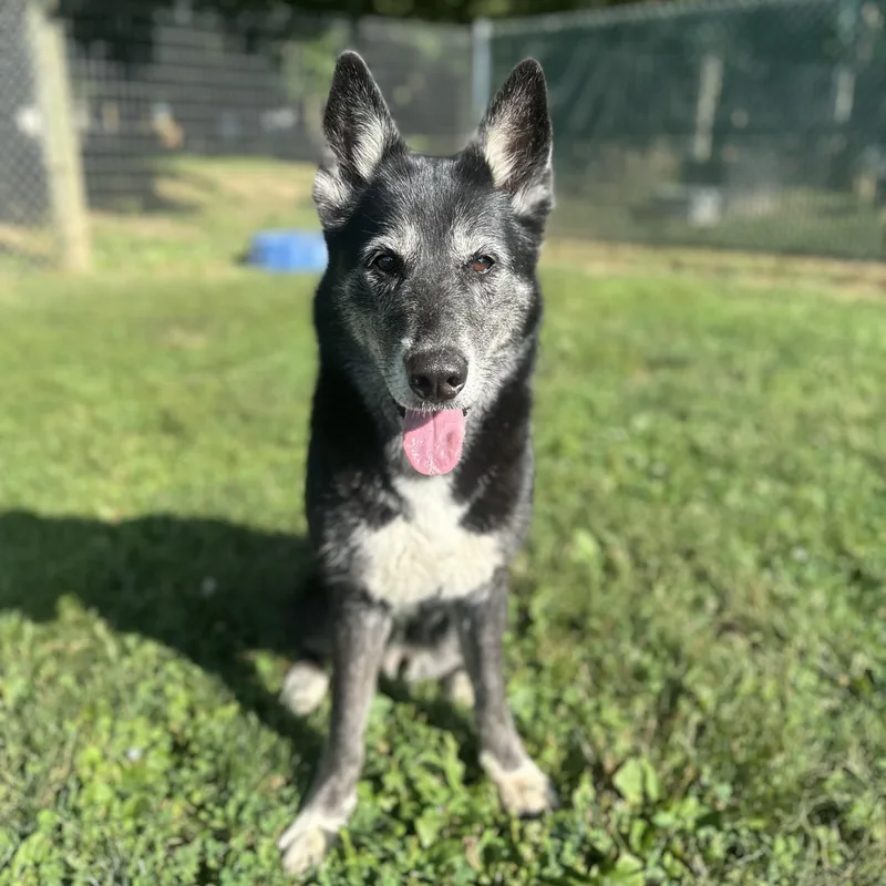 An adult large-sized female Black Mixed Breed dog named Ember for adoption in Myerstown, PA