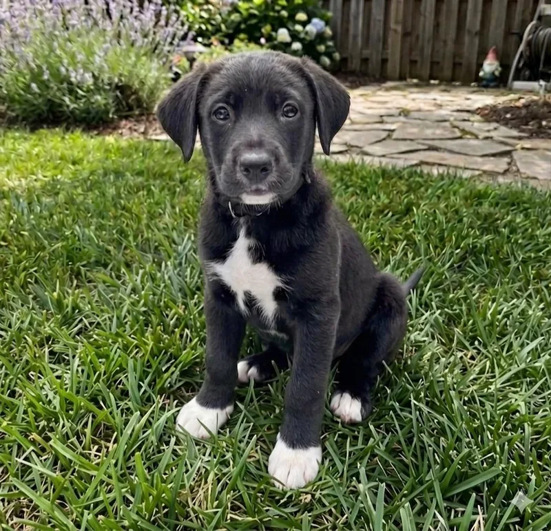 A baby medium-sized male Shepherd dog named Rory for adoption in Roswell, GA