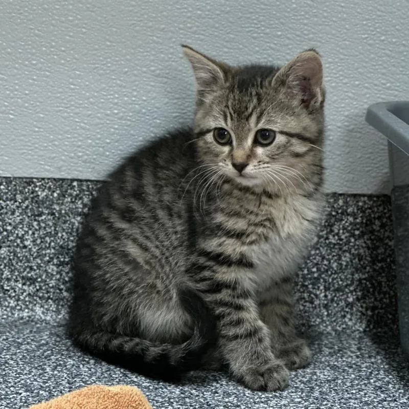 A baby small-sized male Brown / Chocolate Domestic Short Hair cat named Dirt And Worms for adoption in Hinsdale, IL