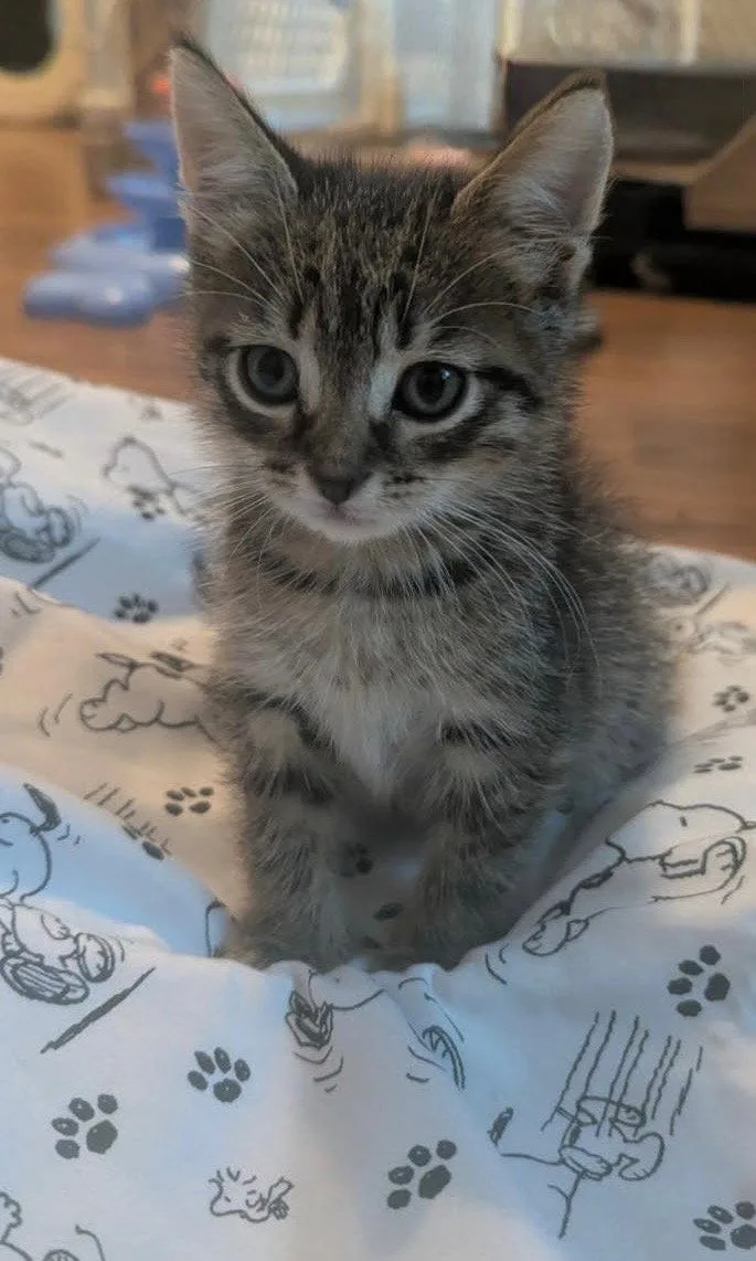 A baby medium-sized female Tabby cat named Horangi for adoption in Buford, GA