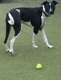 A young medium-sized male Labrador Retriever dog named Armani for adoption in Houston, TX