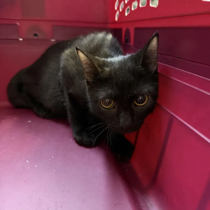 A baby small-sized female Domestic Short Hair cat named Curtains for adoption in Perkiomenville, PA