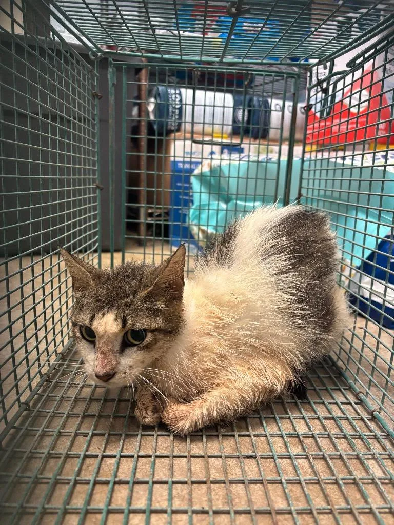 A young medium-sized female Domestic Short Hair cat named Petunia for adoption in New Braunfels, TX