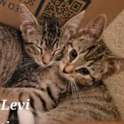 Levi thumbnail 2