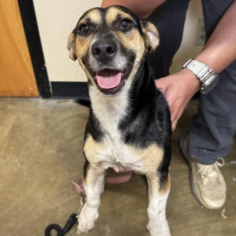 A young small-sized male Black Mixed Breed dog named Dark Wing Duck for adoption in Corinth, MS
