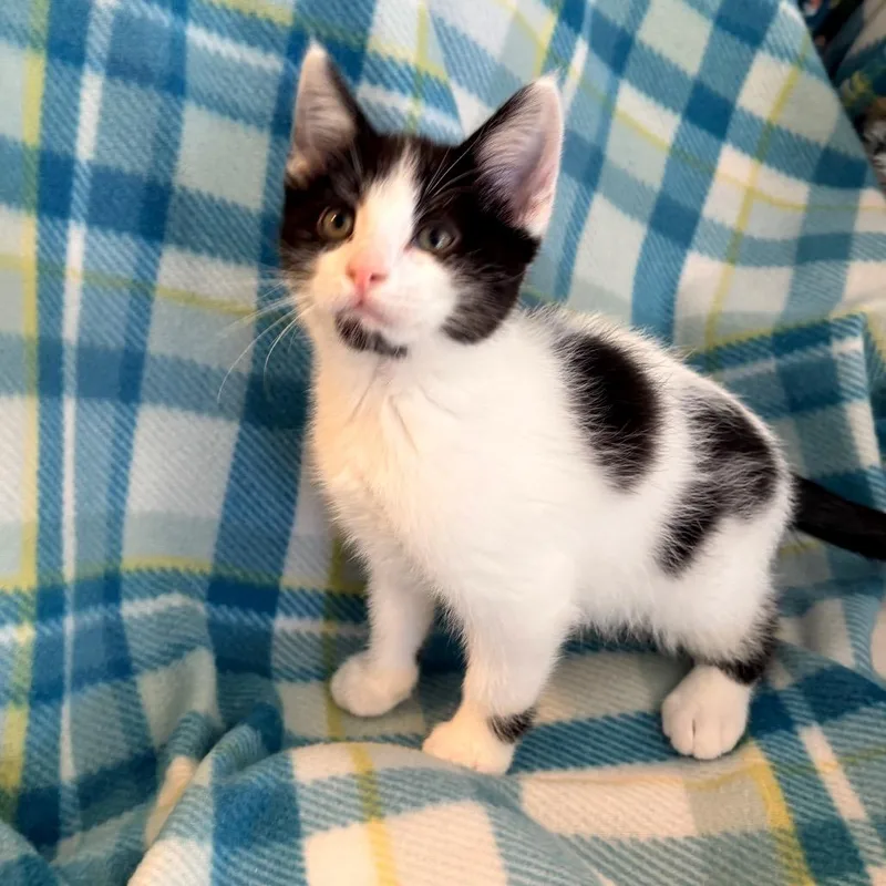 A young medium-sized male Black Domestic Short Hair cat named Wednesday for adoption in Blackfoot, ID