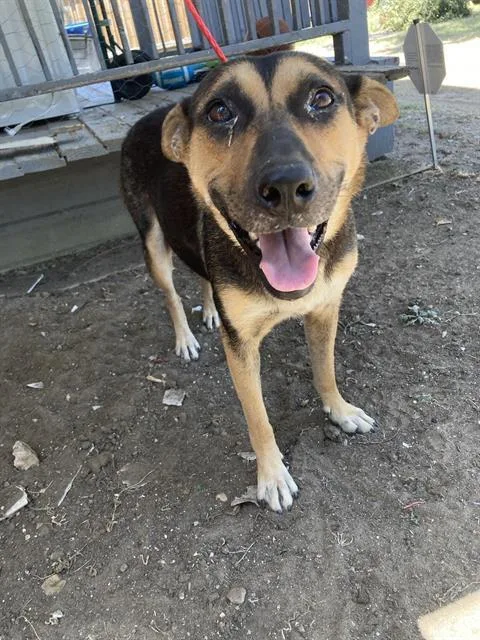 A young large-sized female Mixed Breed dog named Layla for adoption in Dallas, TX