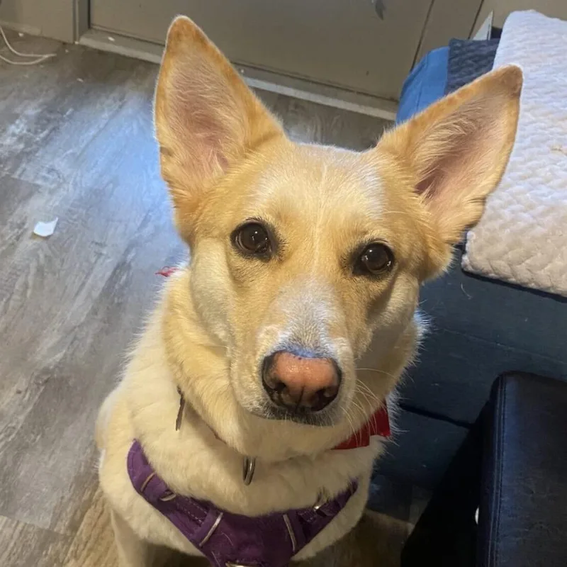 Betty White Fka Daisy thumbnail 2