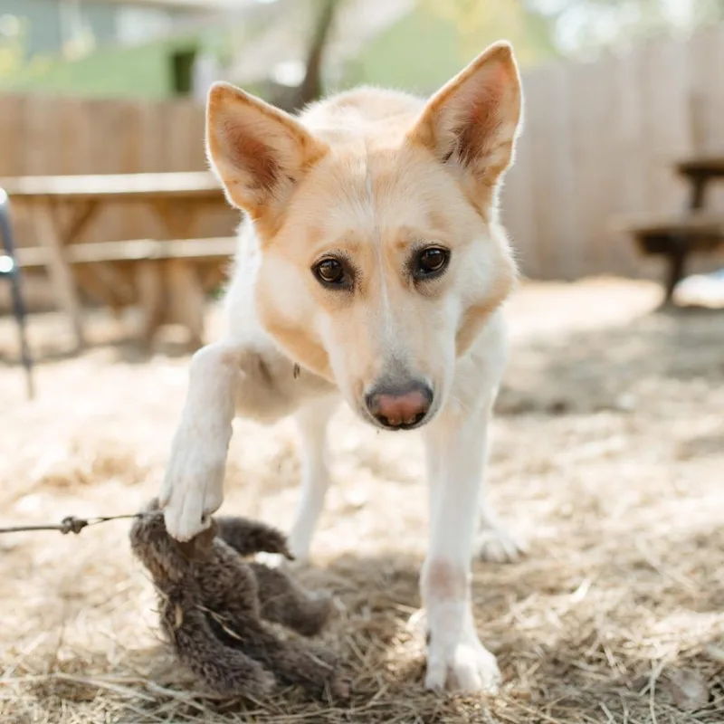 Betty White Fka Daisy thumbnail 6