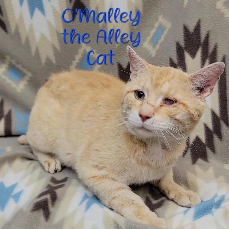 O'Malley the Alley Cat