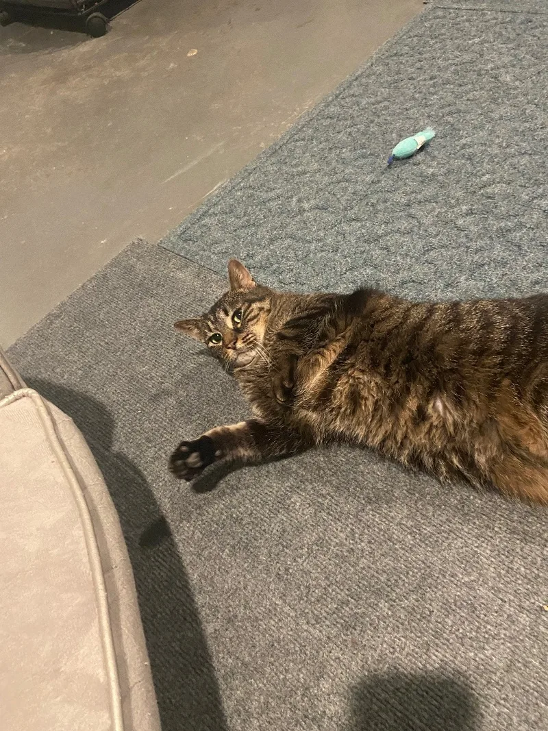 An adult large-sized female Tabby (Brown / Chocolate) Domestic Short Hair cat named Bella for adoption in Granite City, IL
