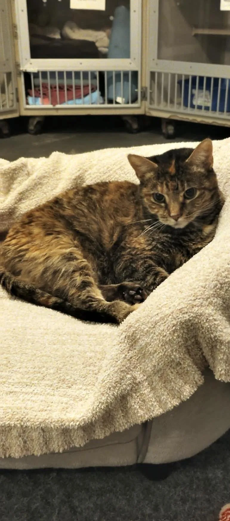 Bella thumbnail 3