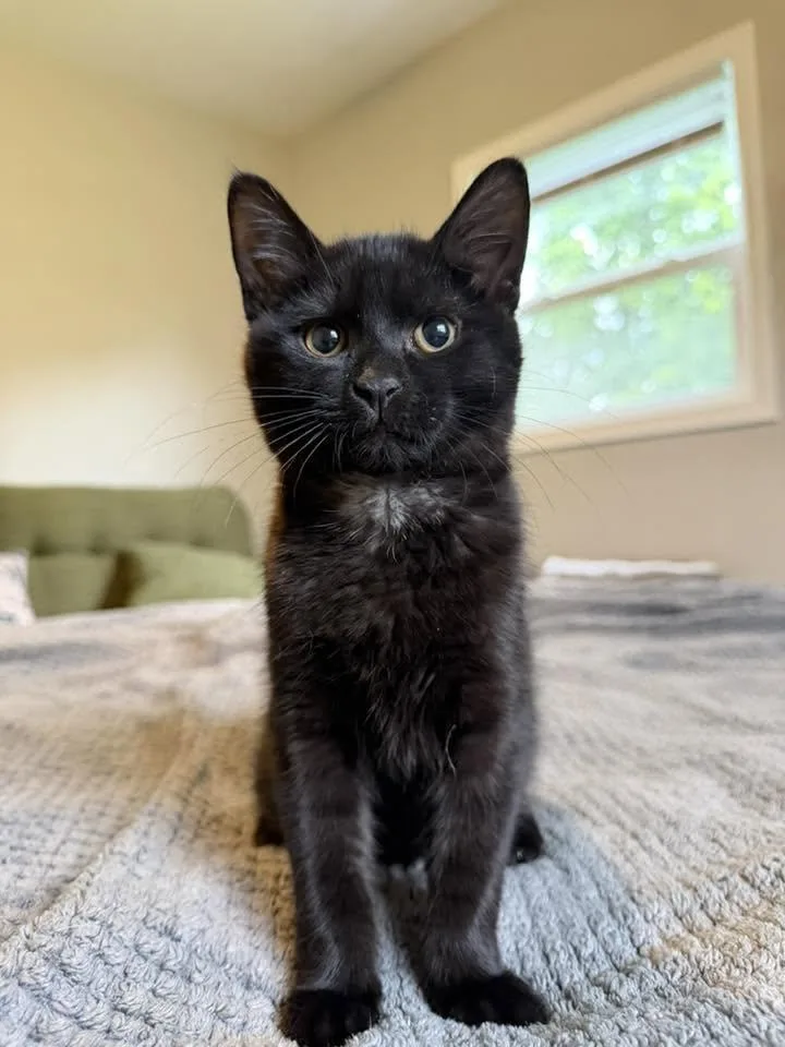 A baby small-sized male Domestic Short Hair cat named Jett for adoption in Muncie, IN