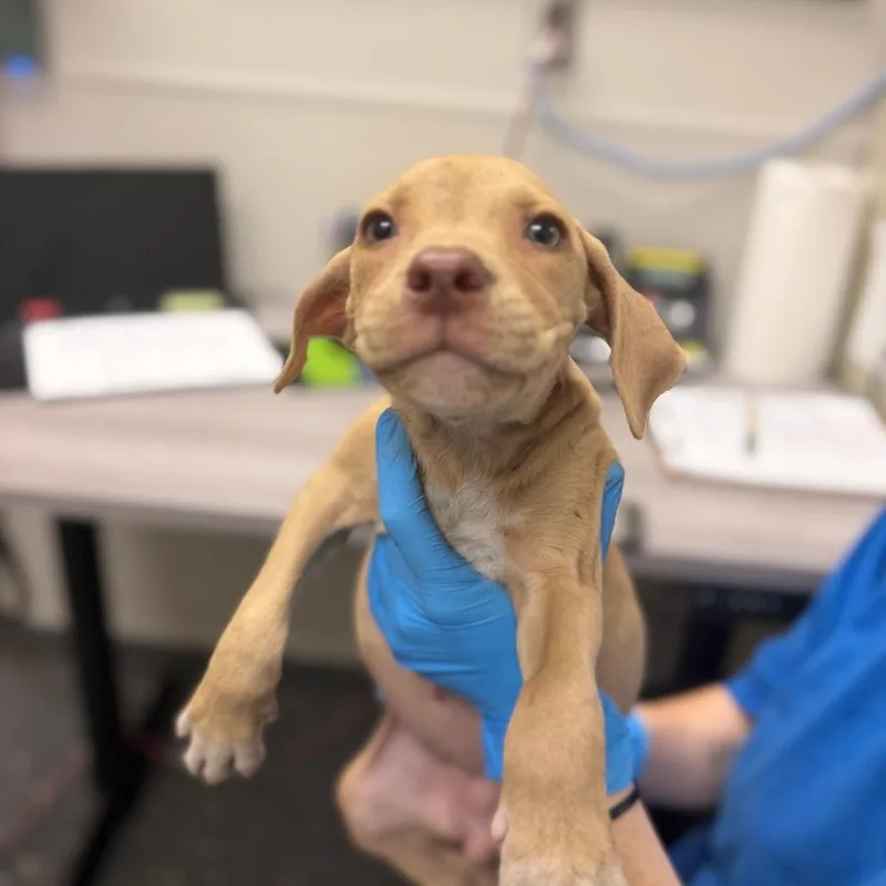 A baby large-sized female Mixed Breed dog named Enid for adoption in Columbiana, AL