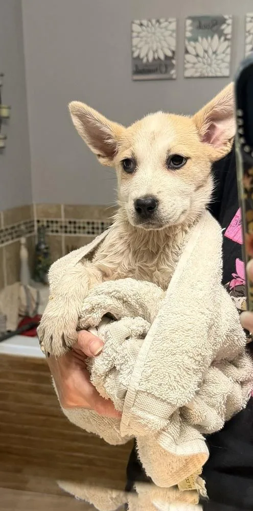 A baby small-sized female Australian Cattle Dog / Blue Heeler dog named Christine McVie for adoption in Waunakee, WI