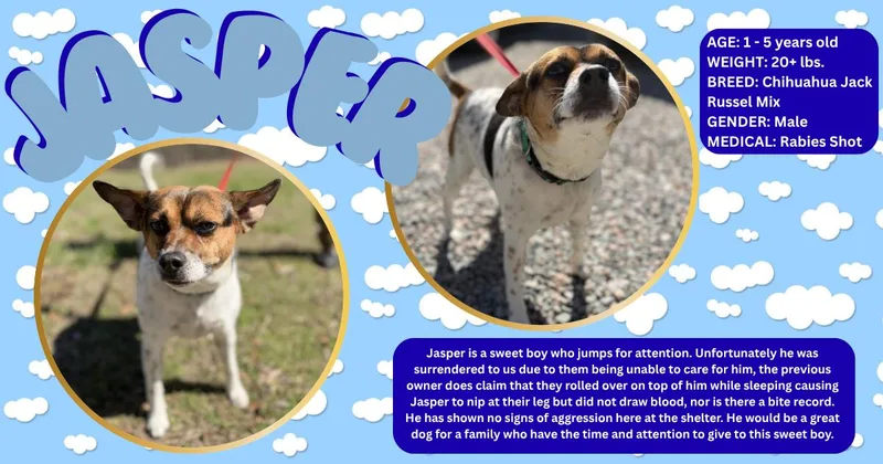 An adult medium-sized male Tricolor (Brown, Black, & White) Jack Russell Terrier dog named Jasper for adoption in Powhatan, VA