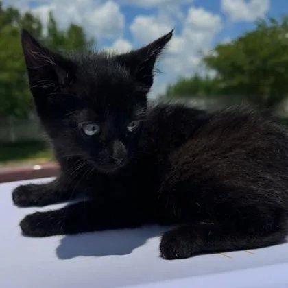 A young medium-sized female Domestic Short Hair cat named Midnight for adoption in Kansas City, MO