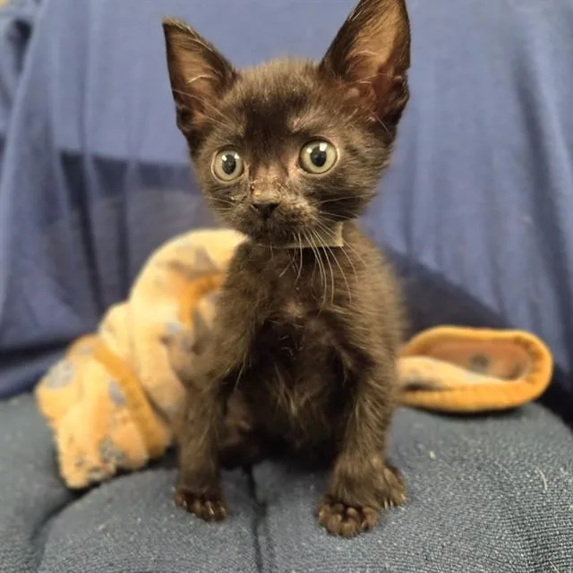 A baby small-sized male Domestic Short Hair cat named Arthur for adoption in Ontario, CA