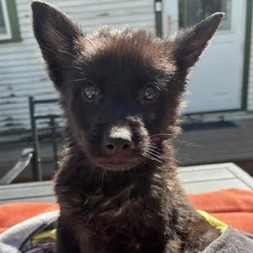 A baby small-sized male Black Mixed Breed dog named Baloo for adoption in Buffalo, MN