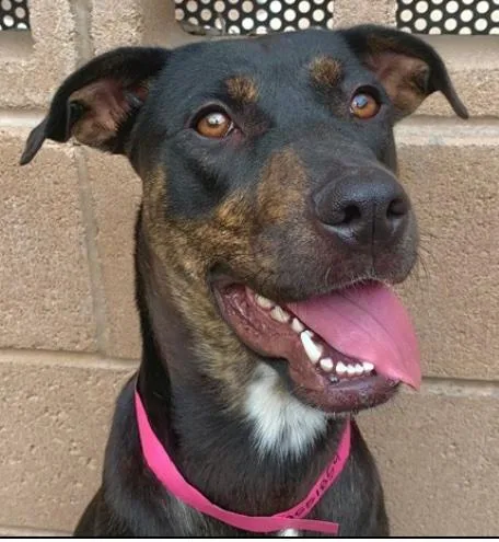 A young medium-sized female Brown / Chocolate Pit Bull Terrier dog named Please Save Me  for adoption in San Marcos, CA