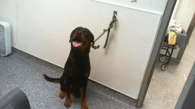 A young large-sized male Rottweiler dog named A for adoption in Charlotte, NC