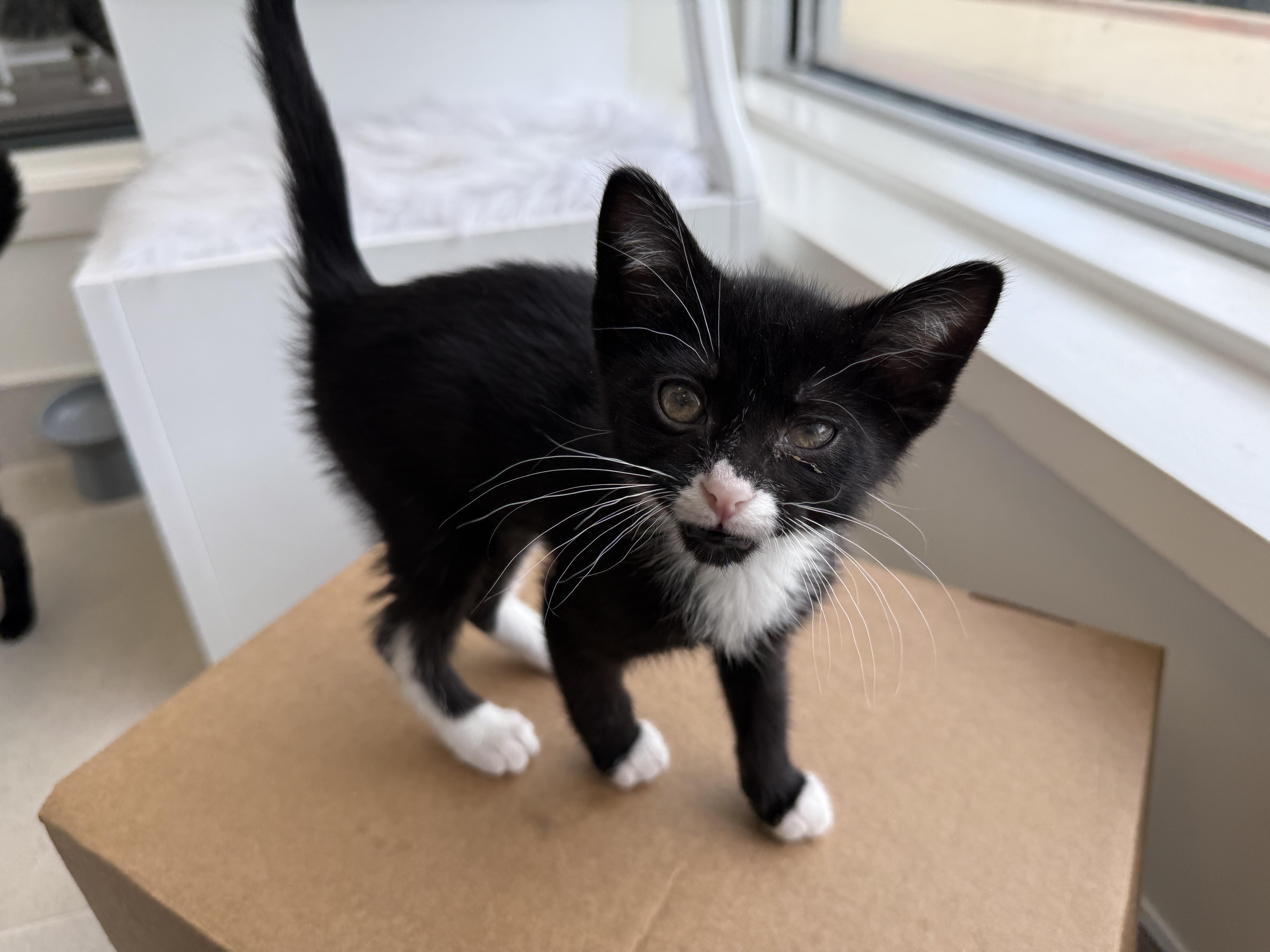A baby medium-sized male Black & White / Tuxedo Domestic Short Hair cat named Beans for adoption in Evanston, IL