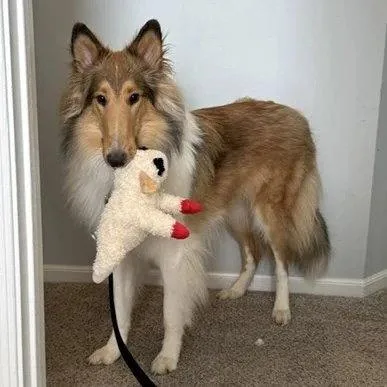 A young large-sized male Collie dog named Myles for adoption in Dublin, OH