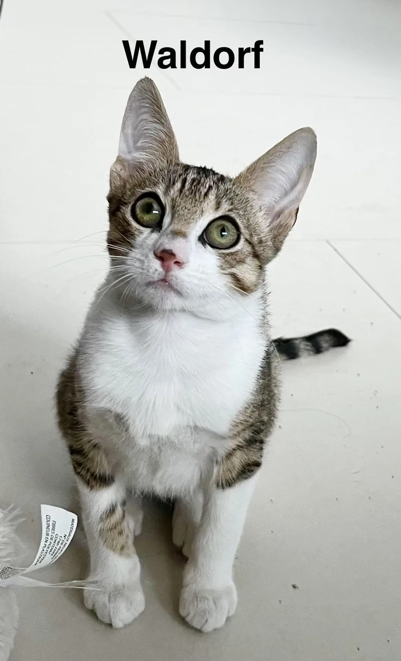 Waldorf