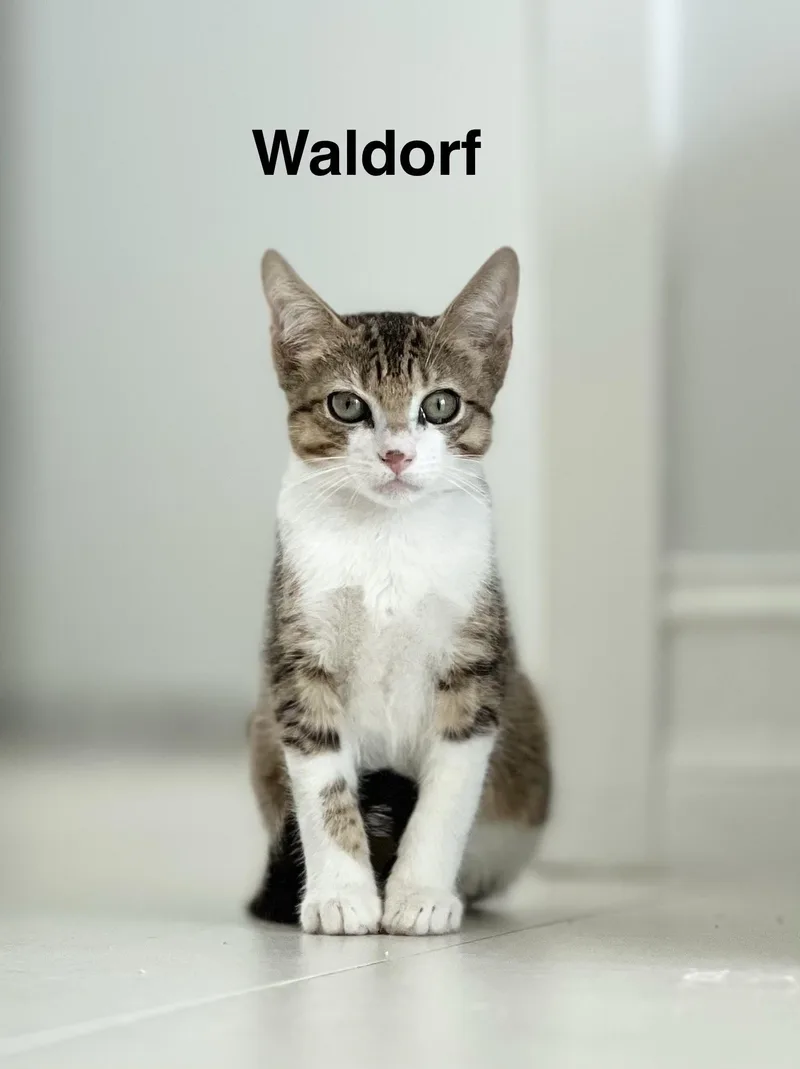 Waldorf thumbnail 3