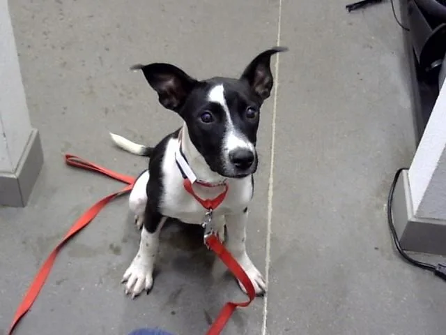 A young large-sized female Pit Bull Terrier dog named Bella for adoption in Mesa, AZ