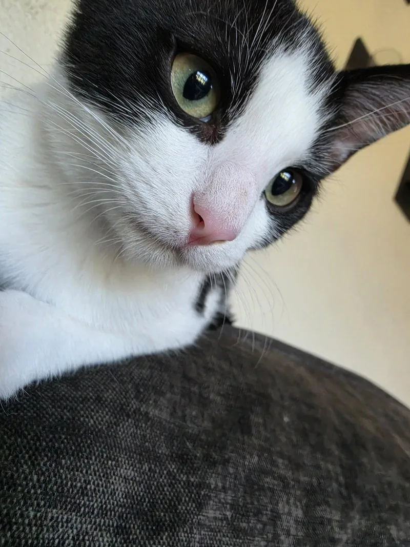 A baby medium-sized male Domestic Short Hair cat named Johnny Five for adoption in Lake Saint Louis, MO