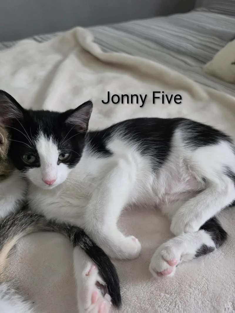 Johnny Five thumbnail 2