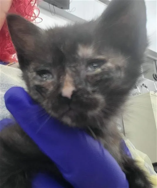 A baby medium-sized female Domestic Long Hair cat named Pomelo for adoption in Dallas, TX