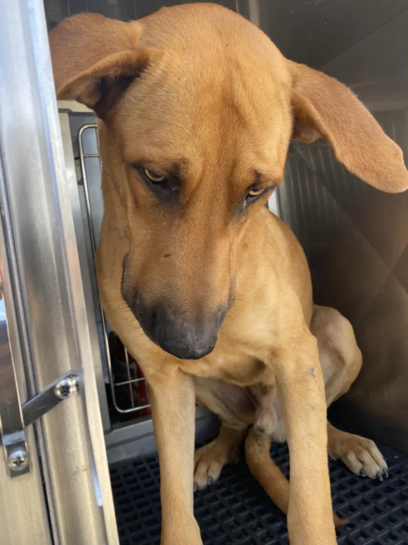A young large-sized male Mixed Breed dog named Giannis for adoption in Dallas, TX