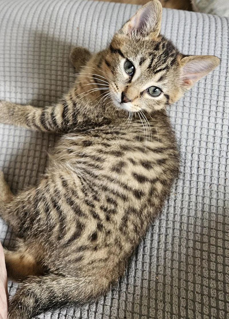 A baby medium-sized male Tabby (Brown / Chocolate) Domestic Short Hair cat named Duncan for adoption in Menasha, WI