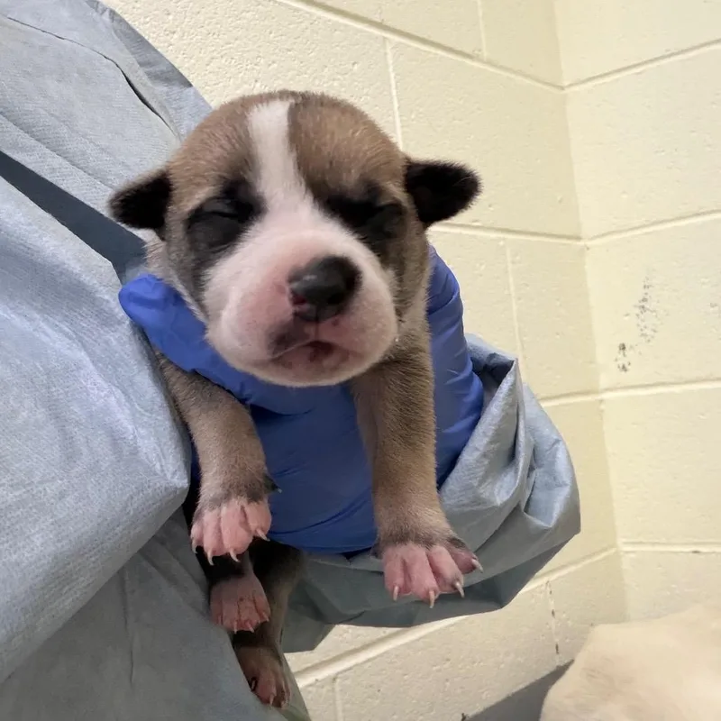 A baby small-sized female Brown / Chocolate Husky dog named Dodger for adoption in Charlottesville, VA